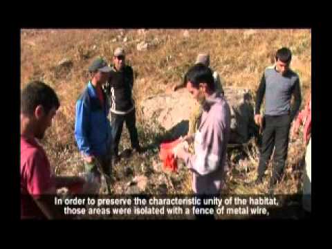 Armenia:Conservation of Vipera darevskii   in Ghazanchi community